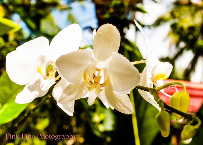 White orchids of Port Barton